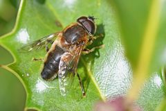 Eristalis pertinax