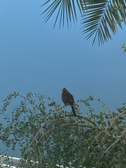 Cardinalis
