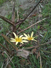 Tragopogon graminifolius