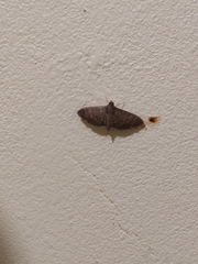 Herpetogramma semilaniata