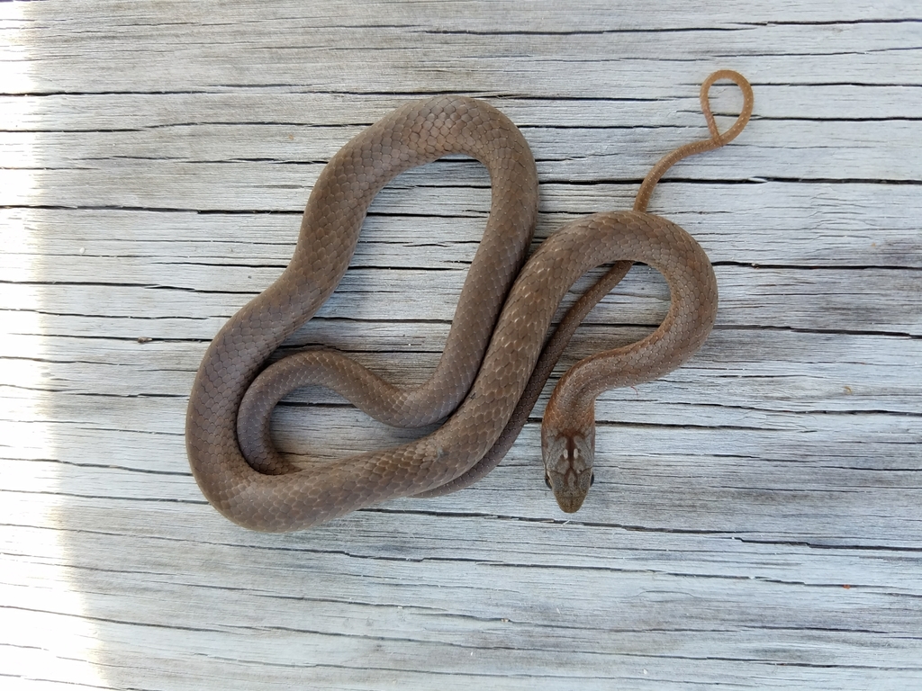 Bahamian Racer