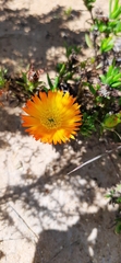 Lampranthus fergusoniae