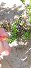 Lampranthus fergusoniae
