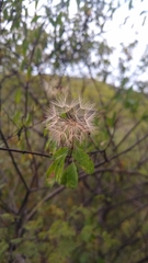 Porophyllum punctatum