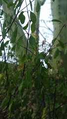 Porophyllum punctatum
