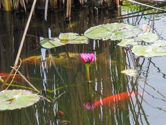 Nymphaea elegans
