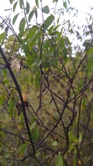 Porophyllum punctatum