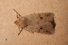 Agrochola blidaensis