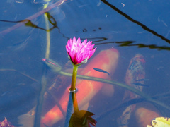 Nymphaea elegans