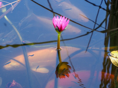Nymphaea elegans