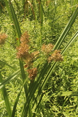 Cyperus latifolius