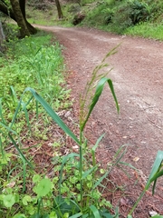Festuca elmeri