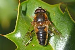 Eristalis pertinax