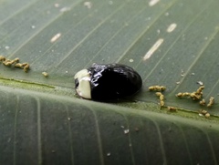 Imatidium thoracicum