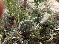 Opuntia polyacantha polyacantha
