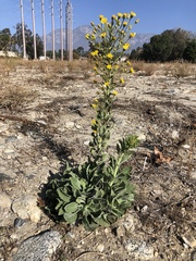Heterotheca grandiflora