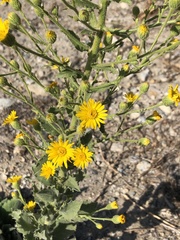 Heterotheca grandiflora