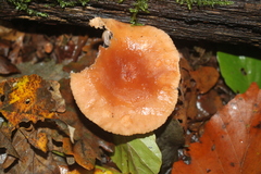 Lactarius subdulcis