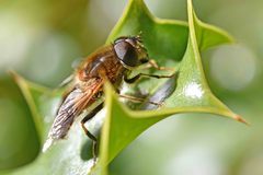 Eristalis pertinax
