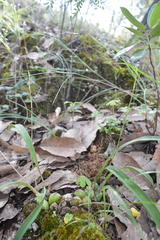 Oncidium graminifolium