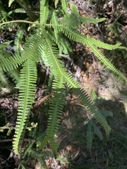 Sticherus owhyhensis