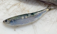 Sardinops sagax