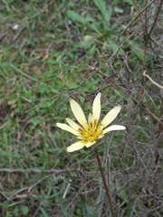 Tragopogon graminifolius