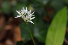 Allium ursinum
