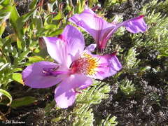 Alstroemeria magnifica magenta