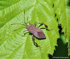 Leptoglossus chilensis