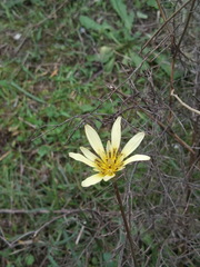Tragopogon graminifolius