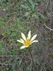 Tragopogon graminifolius