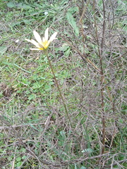 Tragopogon graminifolius