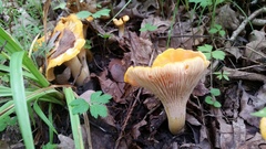Cantharellus phasmatis