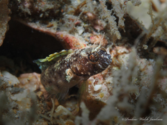 Emblemaria pandionis