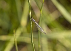Ischnura perparva