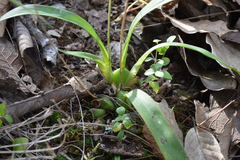 Oncidium graminifolium