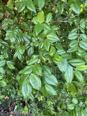Eugenia biflora