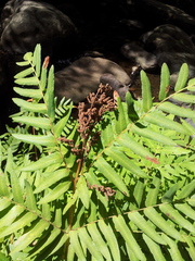 Osmunda regalis