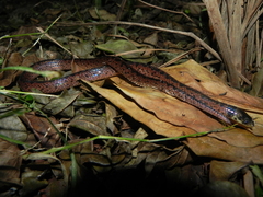 Atractus paraguayensis