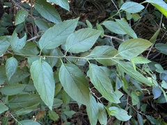 Varronia polycephala