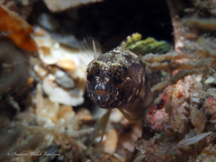 Emblemaria pandionis