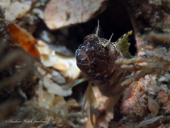 Emblemaria pandionis