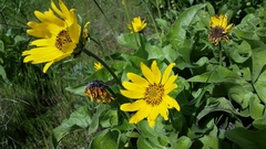 Balsamorhiza