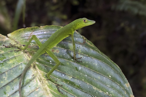 Ibanez' Giant Canopy Anole, Anolis ibanezi
