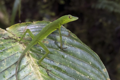 Anolis ibanezi