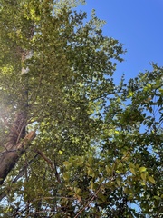 Terminalia tetraphylla