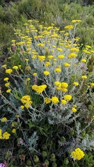 Helichrysum dasyanthum