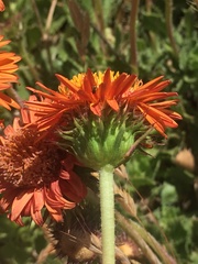 Haplopappus macrocephalus