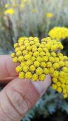 Helichrysum dasyanthum